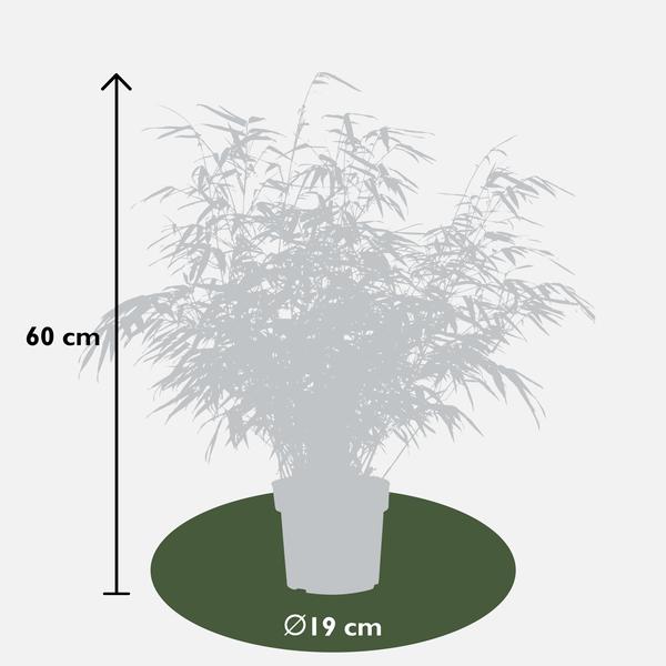 Bamboe - ↨60cm - Ø19