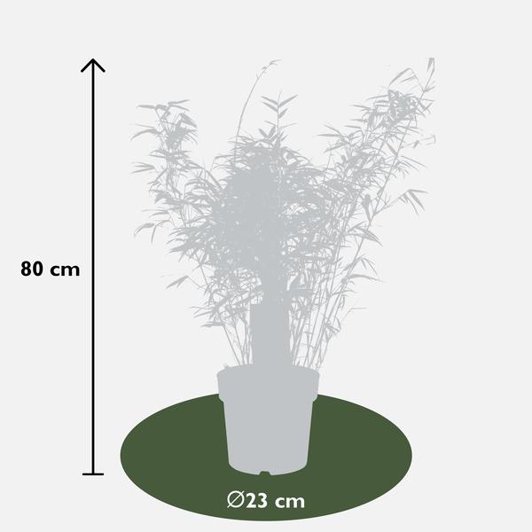 Bamboe - ↨80cm - Ø23
