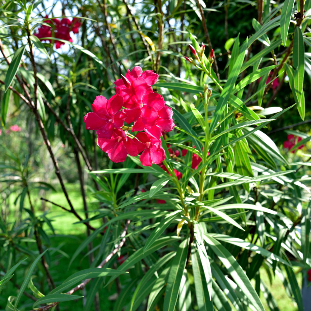 Oleander struik hoogte 1.60 m