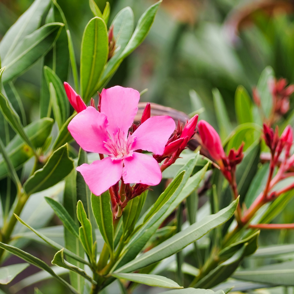 Oleander struik hoogte 1.60 m