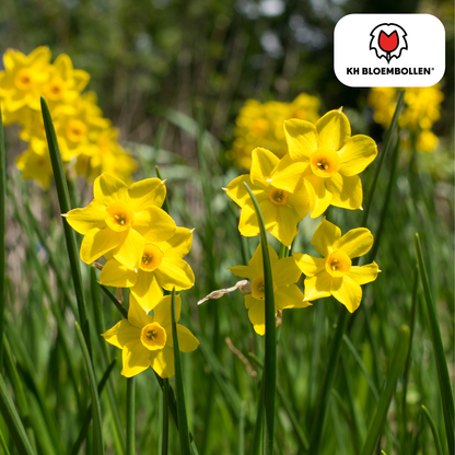 Baby Boomer narcis 25 stuks