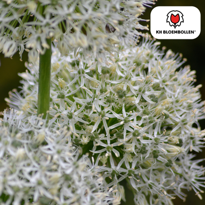 Allium White Giant 5 stuks