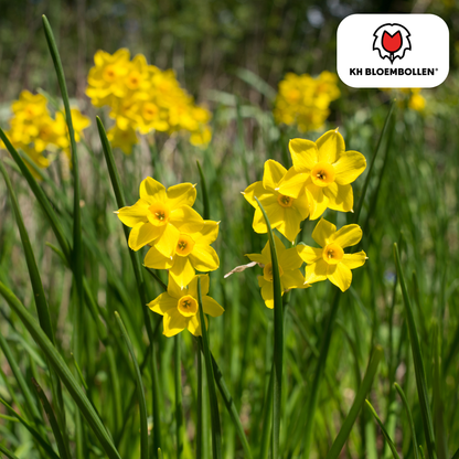 Baby Boomer narcis 25 stuks