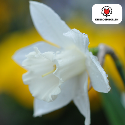 Snow Baby narcis 20 stuks