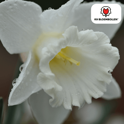 Snow Baby narcis 20 stuks