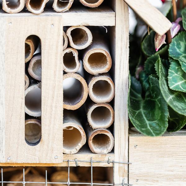 Insecten hotel met plant