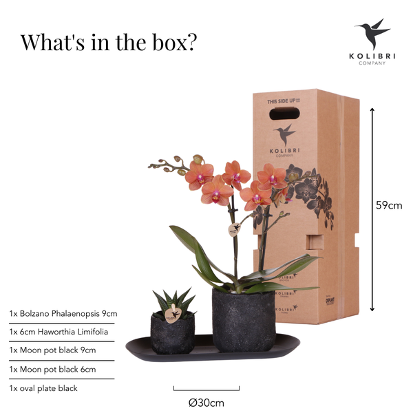 Oranje Orchidee Bolzano en Succulent incl. keramieken sierpotten op zwart dienblad
