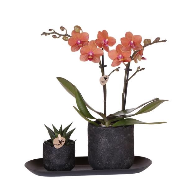 Oranje Orchidee Bolzano en Succulent incl. keramieken sierpotten op zwart dienblad