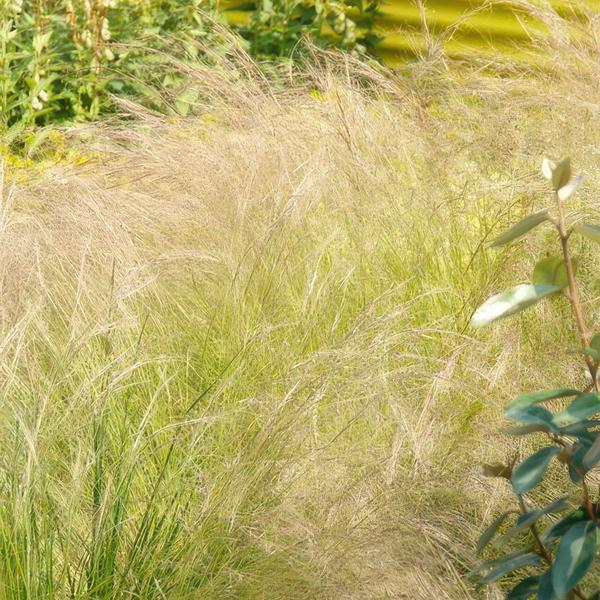 Stipa 'Ponytails' 6x