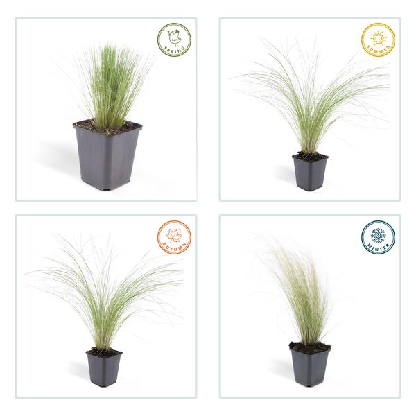 Stipa 'Ponytails' 6x