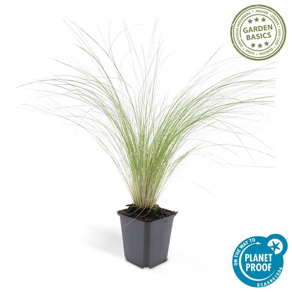 Stipa 'Ponytails' 6x