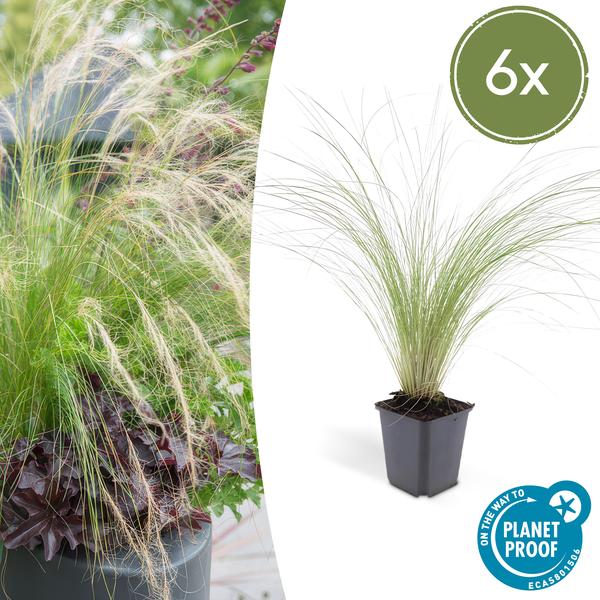 Stipa 'Ponytails' 6x