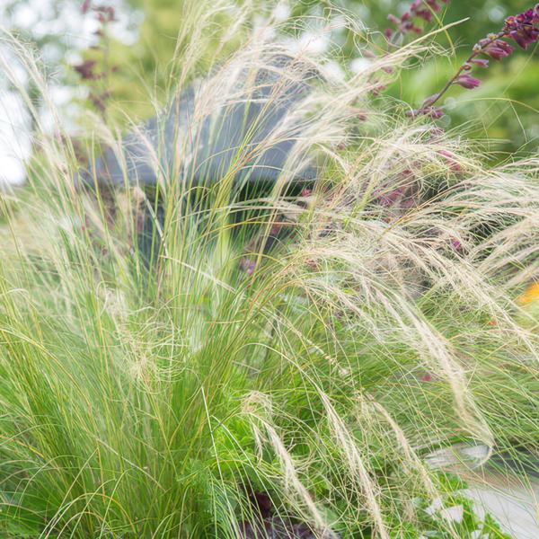 Stipa 'Ponytails' 6x